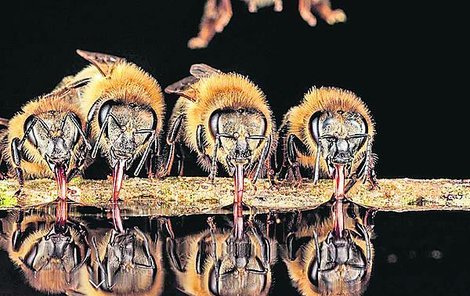 Včelky sosají vodu