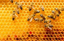 Zloději ulítly včely: Vrátily se totiž k majiteli...