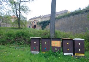 Domečky pro včely vyrostou v centru Brna, konkrétně v parku Lužánky, Tyršově sadu a pod hradem Špilberk.