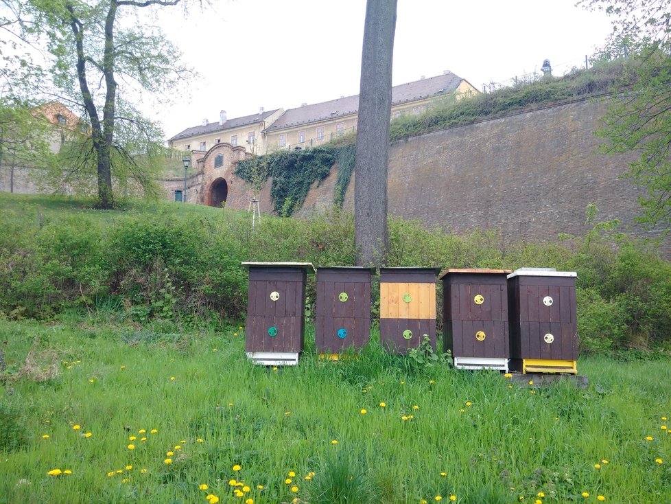Včelí úly budou umístěny také v Králově Poli a v Medlánkých.