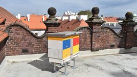 Plzeňský magistrát včelaří: Na střeše radnice vyrostly dva úly, med budou rozdávat  