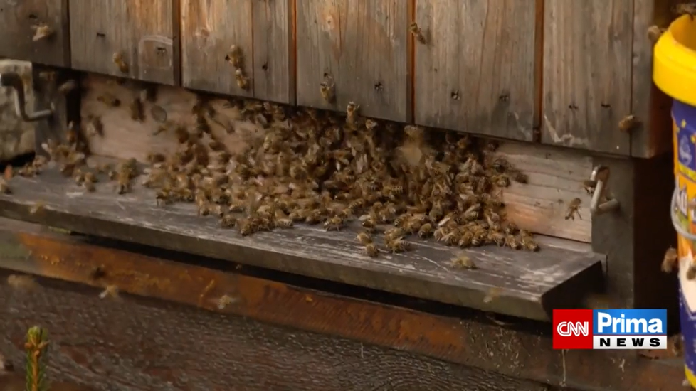 Bezcitný vandal zničil včelaři na Liberecku úly: Sbírali jsme mrtvé včely a plakali, říká Martin