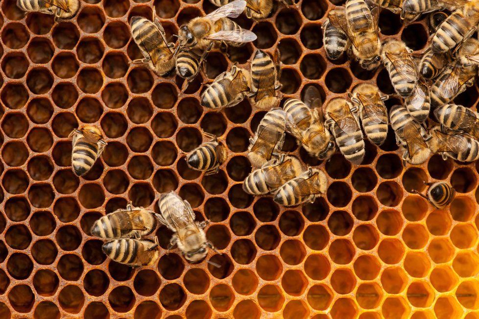 Včely v Evropě vymírají, v Česku se jim daří (ilustrační foto)