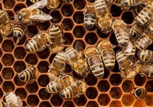Na Opavsku budou bez medu: Někdo tam ničí úly a krade včelařské vybavení. (Ilustrační foto)