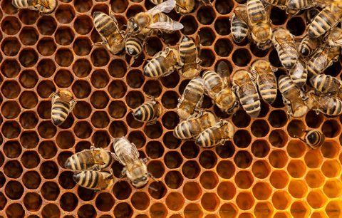 120 let včelařů v Řeporyjích: Na medobraní předvedou staré řemeslo
