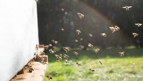 Podpořte své zdraví domácími včelími produkty aneb Začínáme včelařit