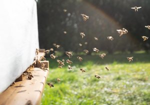 Včelí pyl má antioxidační účinky, zlepšuje trávení, posiluje imunitu a pomáhá při dlouhodobé únavě.