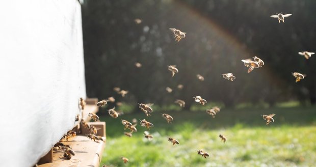 Včelí pyl má antioxidační účinky, zlepšuje trávení, posiluje imunitu a pomáhá při dlouhodobé únavě.