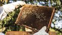 V České republice došlo v posledních letech k renesanci včelařství a v zemi je zhruba 61 tisíc včelařů.
