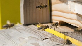 Včely umírají a stále se tomu nedaří zabránit. OSN chce věc intenzivně řešit