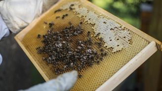 Evropská unie výrazně zvýšila ochranu včel, omezuje používání insekticidů