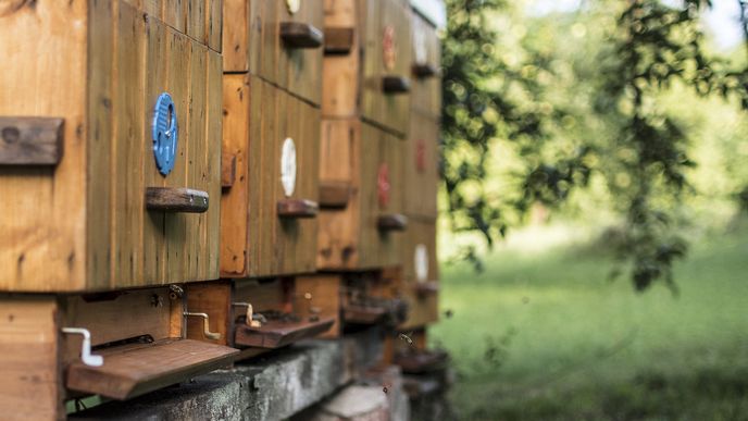 Stát zveřejnil přesná místa všech včelích úlů