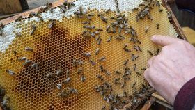Včelstva v Česku devastuje mor. Bez spálení včel přežije i desítky let
