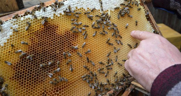 Ve Středočeském kraji je včelí mor zejména na Kutnohorsku. Jedinou spolehlivou ochranou před šířením je spálení napadeného včelstva.