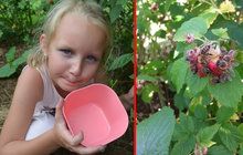 Anička (7) z Kostelce: Včely mi snědly maliny!