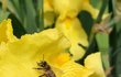 Jedno včelstvo za rok nasbírá až 40 kilo pylu.