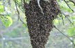 Včely začínají pomalu vylétat z úlů.