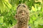 To není trik, to je skutečnost. Mladý Ind si nechává na obličej posedat tisíce včel již od svých pěti let.