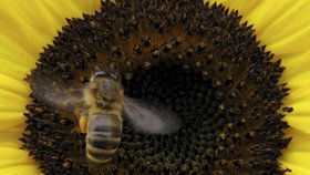 Včely mají nahradit opylovací drony