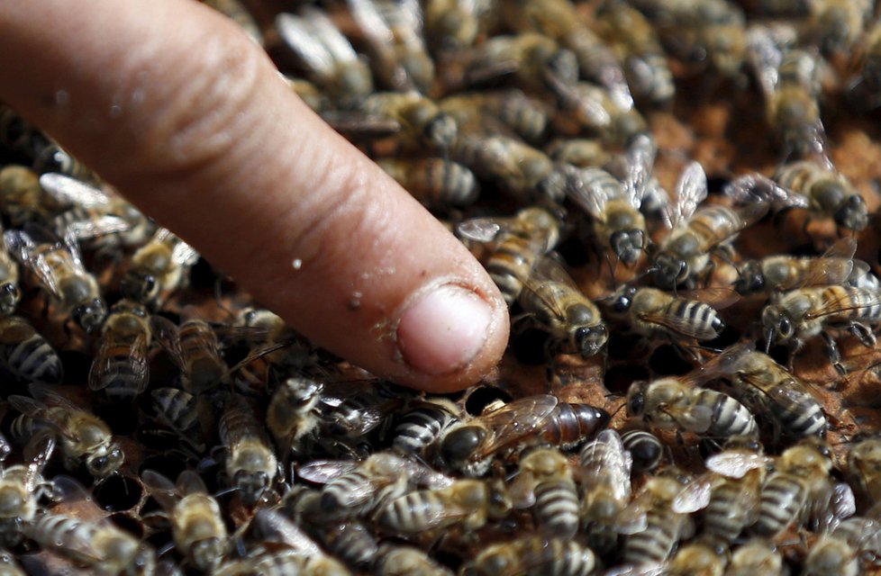 Včely nemusí sloužit jen k opylovávání a produkci medu. Práci mohou najít i u policie.