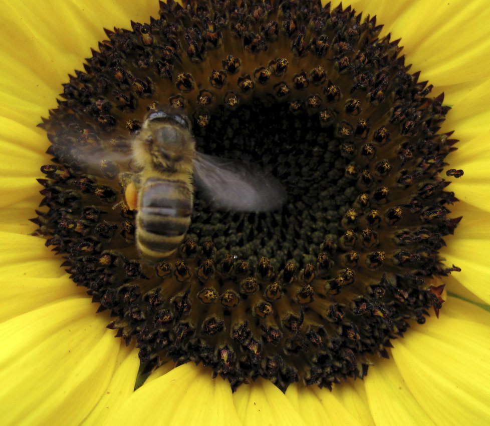 Tribunál Soudního dvora Evropské unie ve čtvrtek potvrdil platnost omezení při užívání tří pesticidů, které mají podle vědců škodlivý vliv na včely.