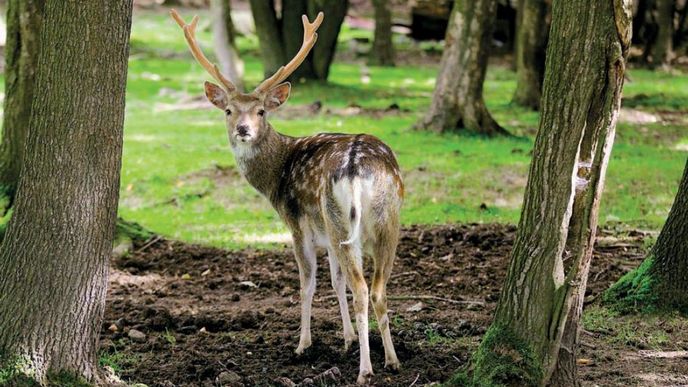 Ve zdejší oboře je krmení zvířat dovoleno a ta už jsou na lidskou péči natolik zvyklá, že se nechají i podrbat.