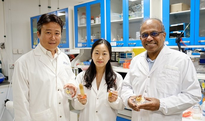 Nová generace ohebných komponent by mohla vzniknout díky vynálezu výzkumníků z Nanyang Technological University v Singapuru.