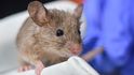 Vědci a pokusy na myších