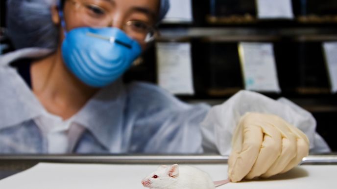 Vědci a pokusy na myších