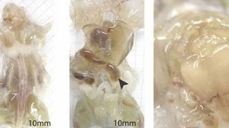 Vědci vytvořili průhlednou myš, technologie může pomoct v léčbě
