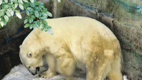 V ZOO - Lední medvědi z brněnské zoo se v horku ochladí v ledu! Ten začal padat ve středu odpoledne z výrobníku, pořízeného za 200 tisíc korun. Jako první si ledovou tříšť ve stíněném rohu výběhu vyzkoušel samec Umca. Teploměr v té chvíli ukazoval 34 stupňů Celsia ve stínu! Polární šelma chladivou hmotu prohrabávala tlapami. Umcova družka Cora, která by měla v zimě přivést na svět další medvíďata, si hověla ve stínu.