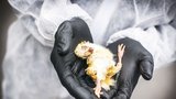 Mrtvá kuřata jako důkaz hrůzy: Aktivisté vedle kraslic protestovali proti Velikonocům