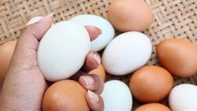 Rozdíl mezi bílými a hnědými vajíčky není nijak zásadní. Větší rozdíly jsou mezi jednotlivými chovy.