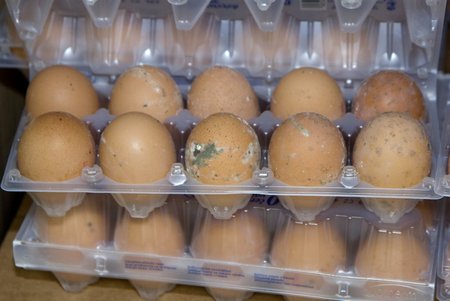 Taková vejce prodávají v trutnovském Kauflandu!