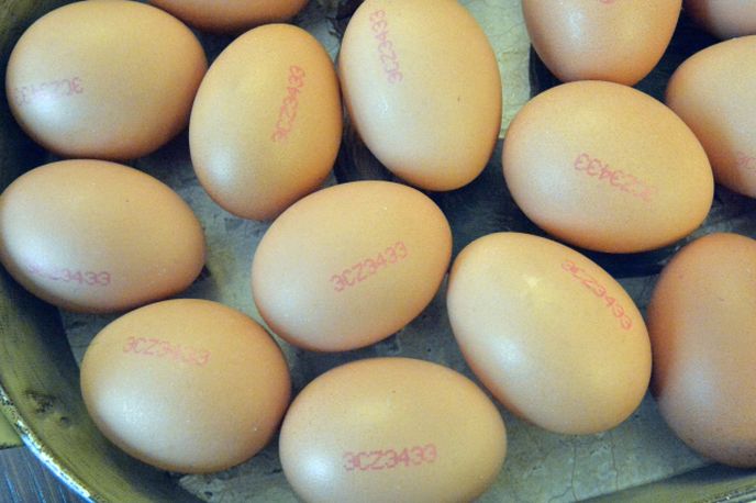 Jaká vejce obsahují více dioxinů? Z velkochovů nebo z ekofarem?