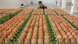 Do Česka mohly proniknout tuny výrobků z jedovatých vajec, varovali Němci
