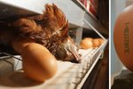 Podvod s vejci: Reportéři ČT odhalili, že drůbežárny vydávají klecová vejce za ta z podestýlky