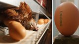 Drůbežárny tiskly na vajíčka dražší kabát, šokuje reportáž. „Nemožné,“ tvrdí komora 