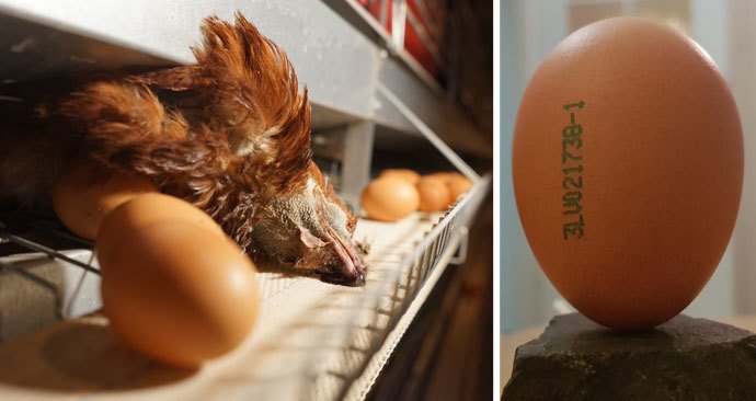 Podvod s vejci: Reportéři ČT odhalili, že drůbežárny vydávají klecová vejce za ta z podestýlky