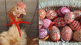 Velikonoční pohroma: Plato vajec zdraží až o 30 korun, slepicím se uleví