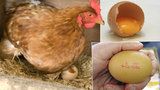 Bio vejce obsahují nebezpečné látky. Složením vám ke zdraví nepomohou
