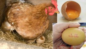 Překvapivá fakta o vejcích