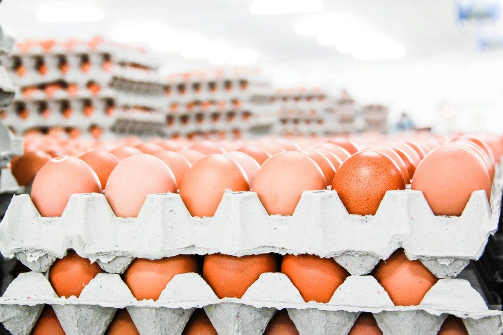 Řasy jsou důležité i při produkci umělých barviv, těmi jsou dnes například přikrmovány i slepice, aby jejich vajíčka měla žádoucí barvu žloutků.
