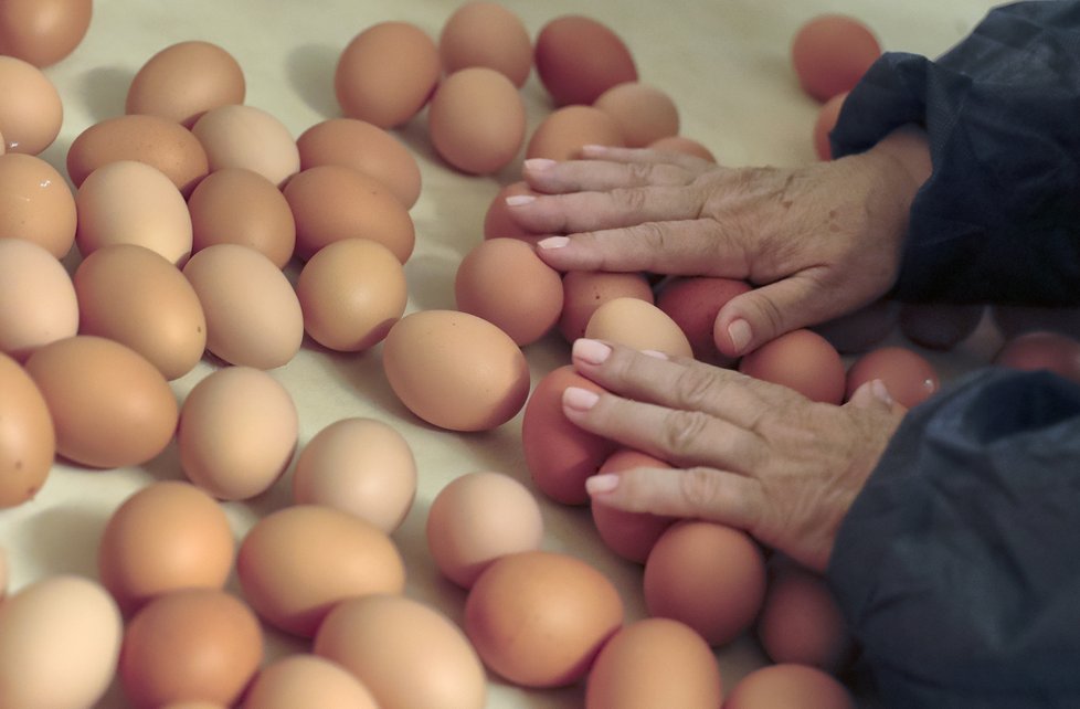 Budou vejce dále zdražovat?