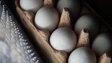 Firma Zeelandia zřejmě prodávala bílky s jedem. Slovensko hlásí toxická vejce z Česka