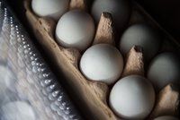 Toxická vejce v Česku? Produkty z Belgie a Nizozemí musí být před prodejem otestovány