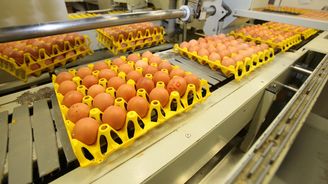 Velký vaječný pád. Amerika stlačila cenu na korunu za kus, Evropa včetně Česka tiše závidí Velký vaječný pád. Amerika stlačila cenu na korunu za kus, Evropa včetně Česka tiše závidí