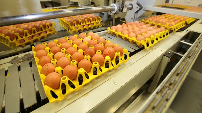 Americká vejce zlevnila za poslední rok o více než 90 procent Americká vejce zlevnila za poslední rok o více než 90 procent