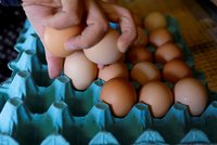 Nová studie vyvrací mýty: Jíst více než tucet vajec týdně prospívá zdraví, má to ale háček