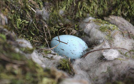  Krkavčí rodiče z pražské zoo snesli první vajíčko.